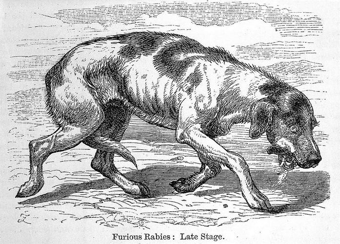 狂犬病,英文名rabies,又名恐水症,是狂犬病毒造成的急性传染病,人兽