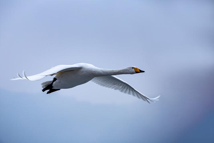 随着高贵的白天鹅扇动着洁白的羽毛,羽毛缓缓飞了下来,落在了晶莹的地