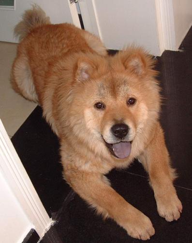 松狮串串来报名