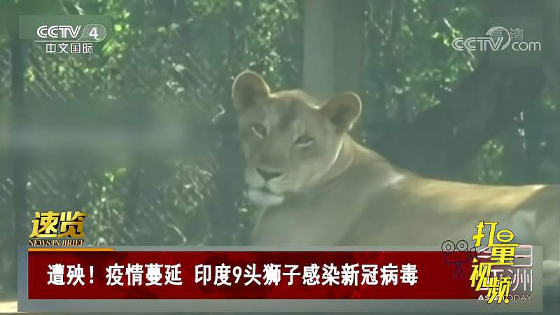 遭殃新冠疫情蔓延印度9头狮子感染新冠病毒今日亚洲