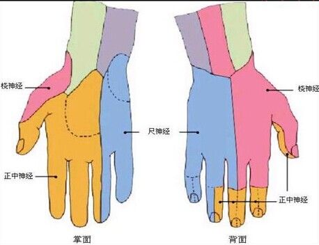 臂丛神经损伤的症状