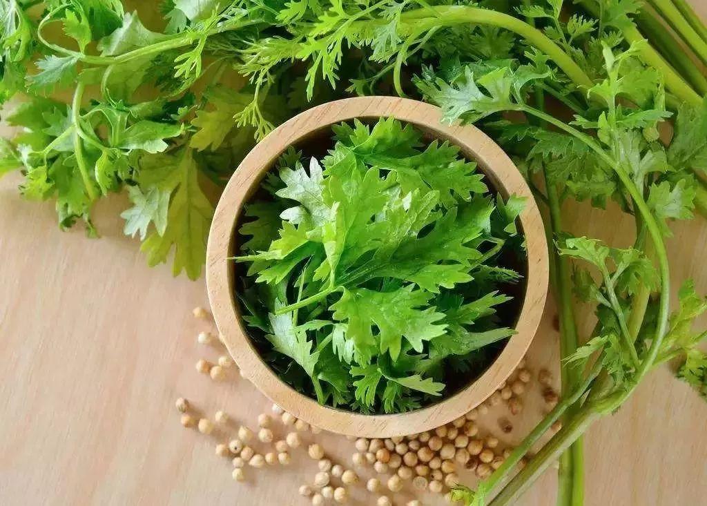 【健康养生】冬天千万别吃香菜!我可不是开玩笑的.