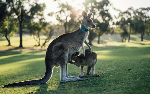 澳大利亚活跃的袋鼠