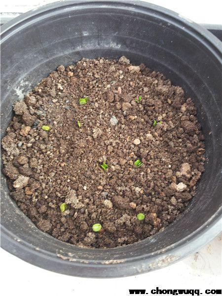 刚发芽的含羞草