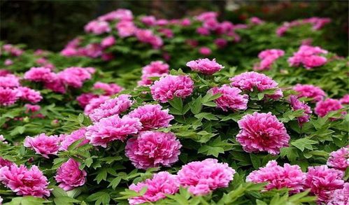 洛阳牡丹花会