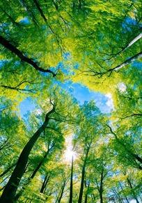 仰望的参天大树