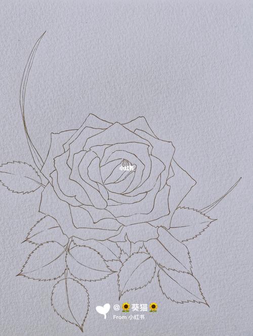 水彩29|自创 一朵月季花95 线稿_水彩画_线稿_钢笔淡彩_文化_绘画