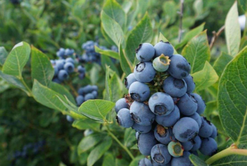 全球十佳水果排行榜 苹果高居第一位,罕见水果越橘上榜