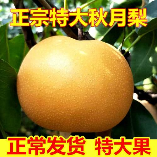 山东正宗羊脂秋月梨香梨子5斤新鲜水果莱阳冰糖梨当季
