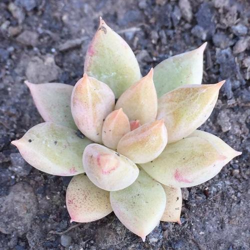 队长多肉 杜里万 杜丽万 多肉 黑暗系