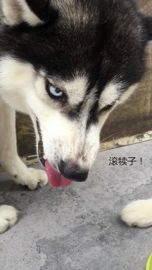 二哈龇牙怒吼眼神犀利发老婆脾气,凶如灰狼实则怕老婆