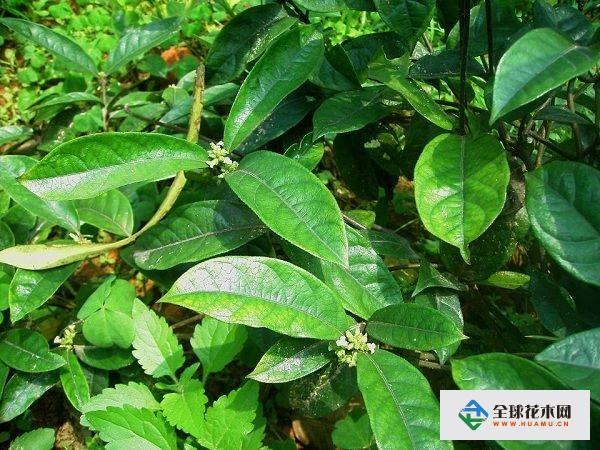 巴戟天栽培技术