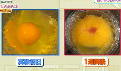 然后放进孵化器,以便观察鸡蛋在孵化过程中产生的变化