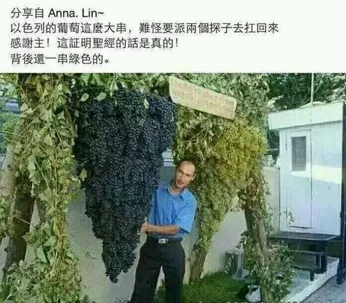 以色列的葡萄图片2