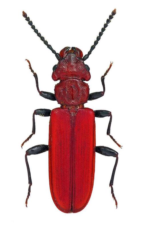 昆虫系列 - 美丽的红色昆虫