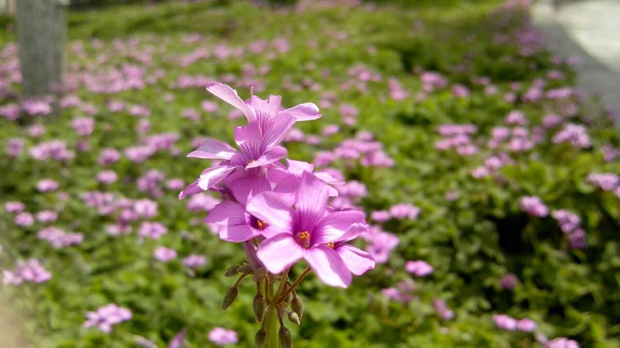 一中紫色的小花,长在地上,五片花瓣,然后黄色的花蕊,叶子大多是四瓣的