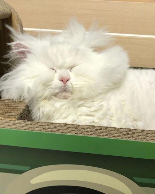 像极了你刚睡醒的样子哈哈哈_宠物_宠物成精了_宠物_猫