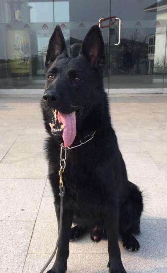 纯种德国小东德犬