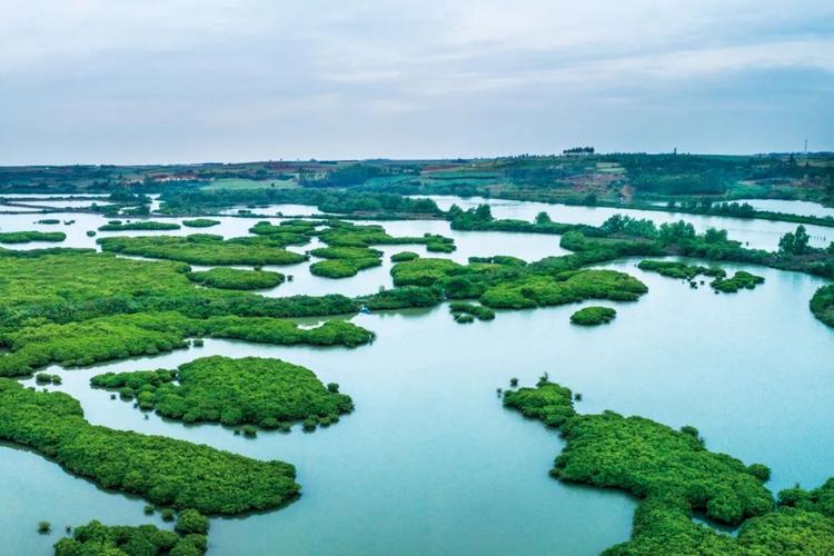 湛江九龙山红树林,是全国第一个以红树林命名的国家湿地公园.