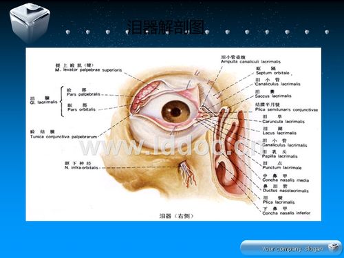 部,泪液排出部,泪腺 反射性分泌泪液 冲洗和稀释 副泪腺基础分泌腺