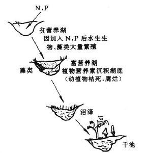 [2] 富营养化 - 危害 水体富营养化的危害主要表现在三