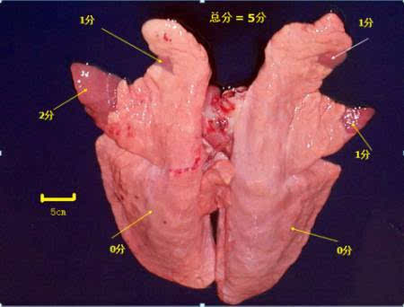 "周一见"bi猪业技术专栏之 屠宰猪肺部病变评分—监