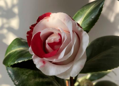 6,吉普赛女郎▼