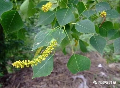 枫香,仪花,翻白叶树,红花荷与山乌柏