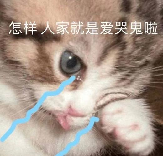 怎样人家就是爱哭鬼啦流泪猫咪表情包怎样流泪爱哭鬼猫咪表情