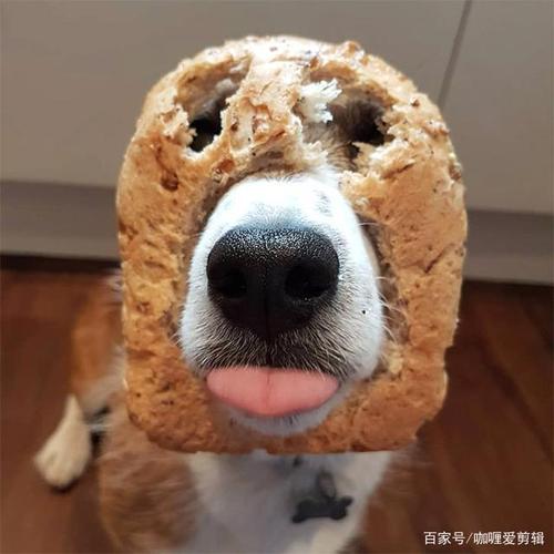 当狗狗戴起面包面具!