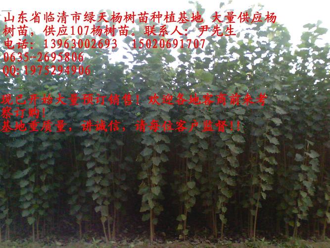 山东省临清市绿天杨树苗基地