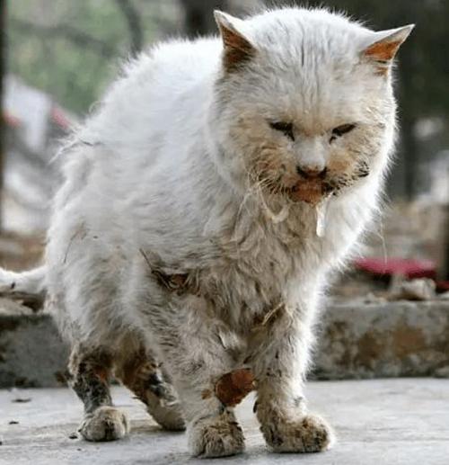 你听到过深夜流浪猫狗的惨叫声吗?