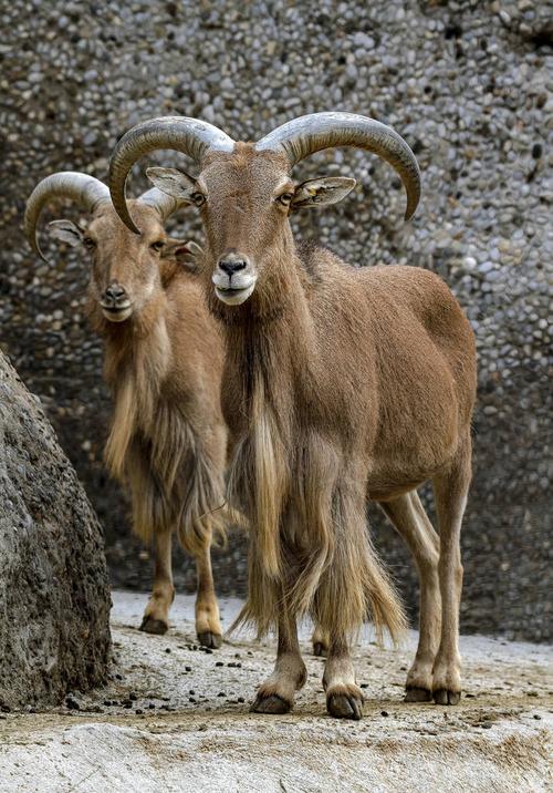 羱羊图片_羱羊图片大全_羱羊图片素材