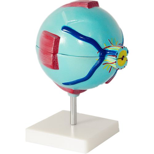 医用人体眼球模型眼放大模型感觉器官眼科专用