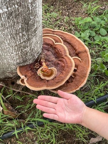 南方校园树杆上长出大量灵芝 质地坚硬品相良好比手掌大