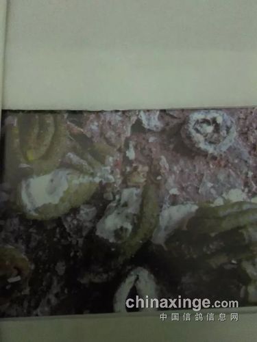 大肠杆菌球虫混合感染