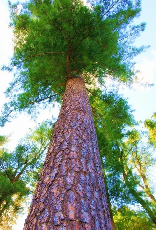 若没有红松 谁擎起蓝天