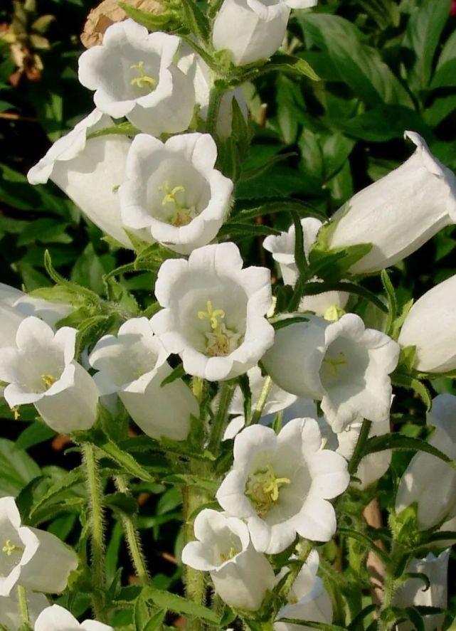 45厘米高;粉红色,紫色或白色花朵