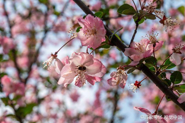 上海,人间最美四月天,上海市人民公园内绿树成荫,春光明媚,景色非常