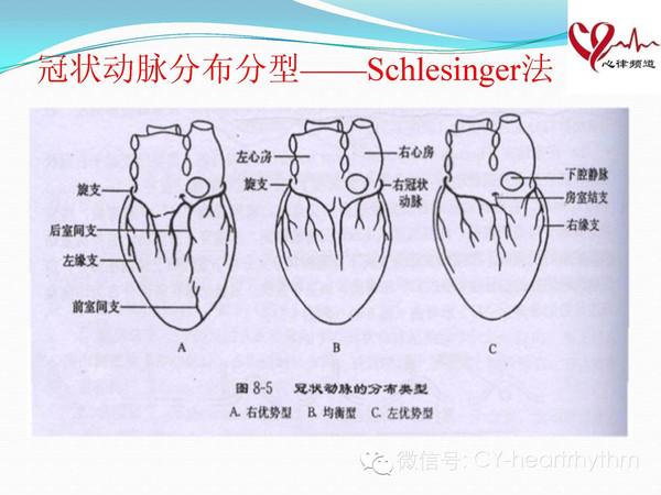 读书报告会——冠状窦口附近旁路消融中冠状动脉解剖的价值