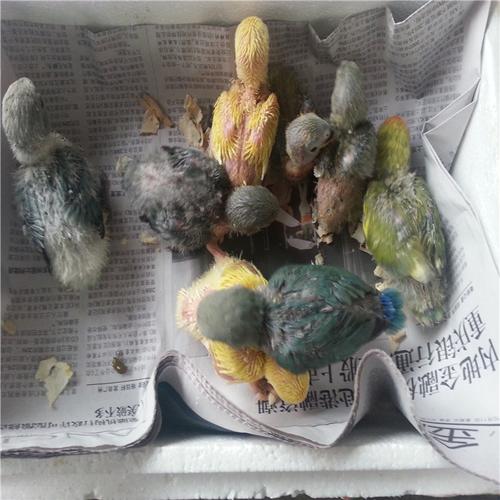 牡丹鹦鹉幼鸟 活体牡丹鹦鹉宝宝 bb 可以教说话的鹦鹉 特色鹦鹉
