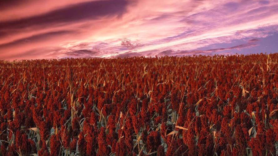 4k红高粱的02_3840x2160_高清视频素材下载(编号:)