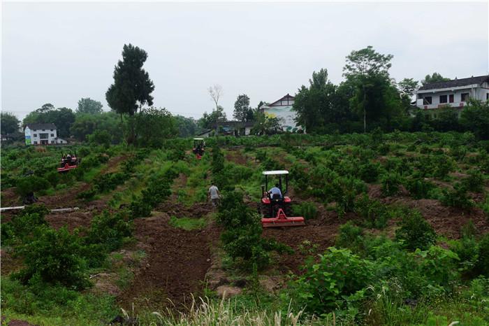 南充高坪区走马镇:党员干部当机手 旋耕土地3000亩