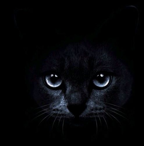 夜猫子不睡觉!
