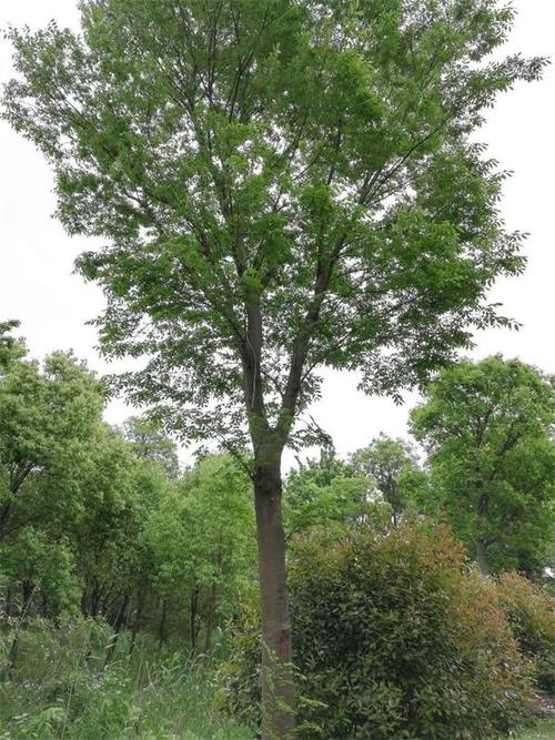 榉树价格志威15公分榉树价格