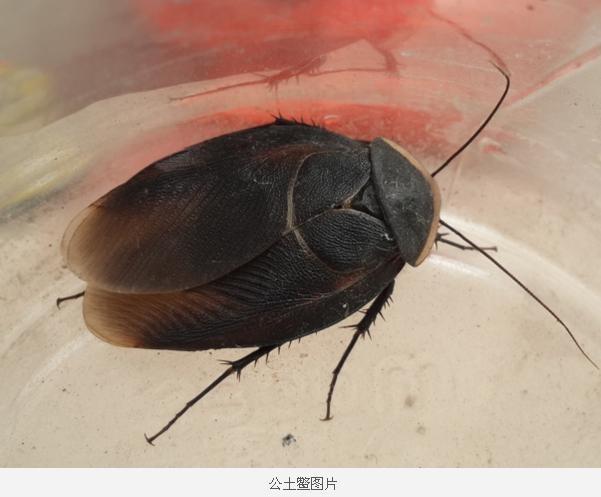 展开全部 土鳖(雄)