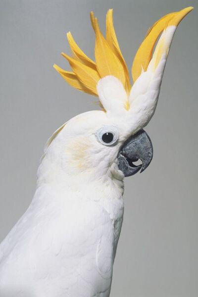 鹦形目·凤头鹦鹉科·白凤头鹦鹉属:小葵花鹦鹉