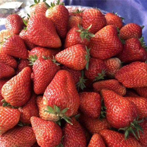 隋珠草莓香野草莓苗现蕾期温度管理技巧