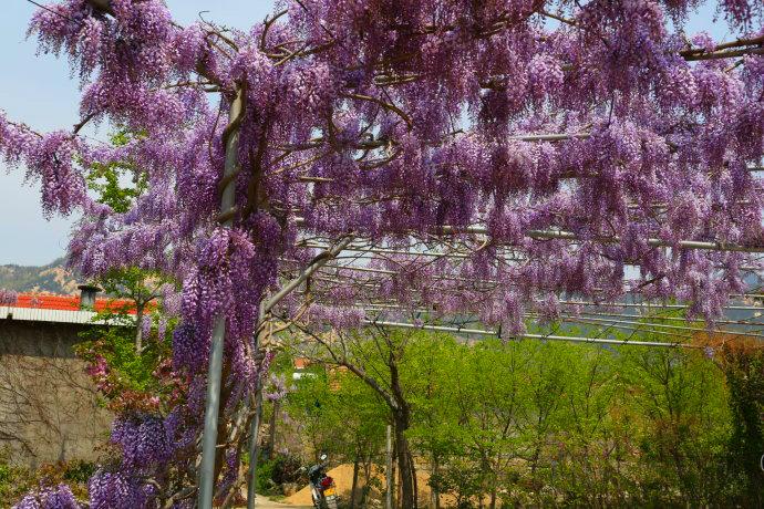 紫藤山庄--周家庄