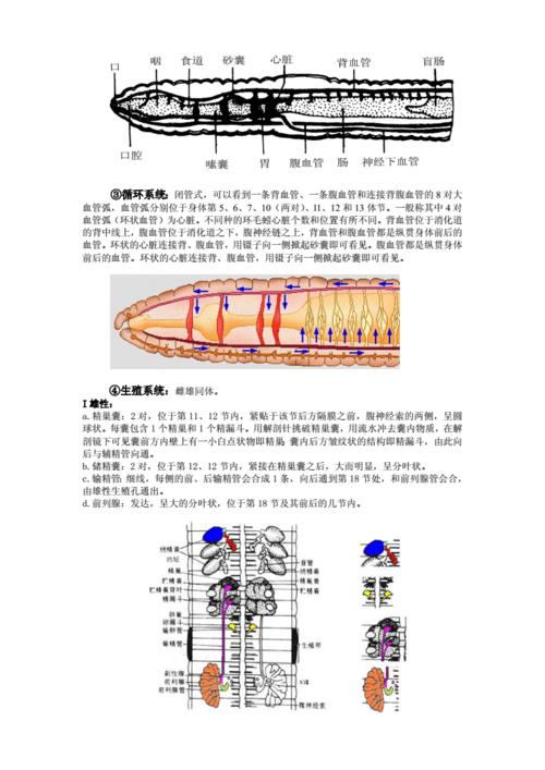 环毛蚓的外形观做察和内部解剖.doc